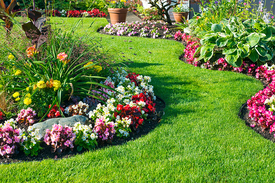 plantes chemin