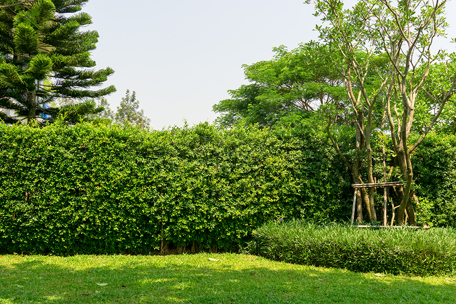 jardin amenagé